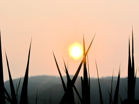夕日と・・・オクラの大。