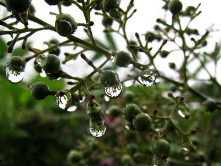 早朝は激しい雨でしたが・・高島市