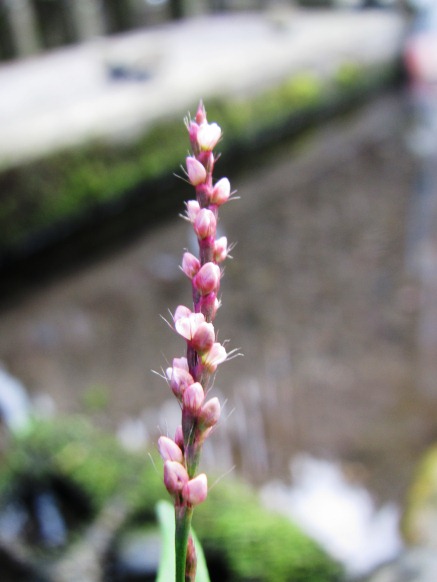 浜の草刈り、自宅周辺の草刈り三昧