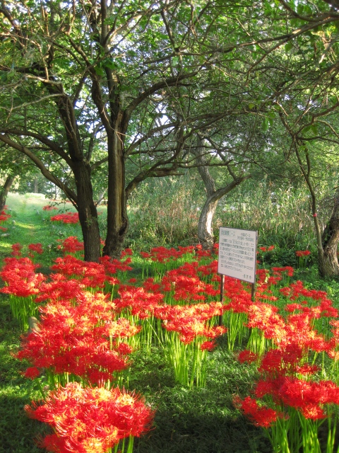 琵琶湖岸の朝・・またまた赤い花