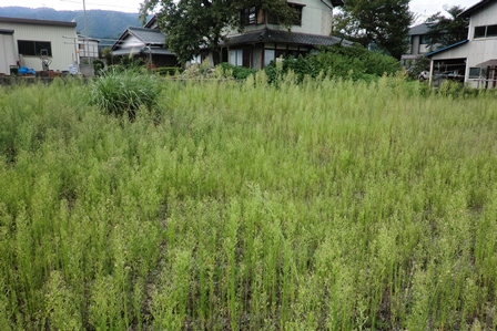 草刈り・・天使の声に誘われて。