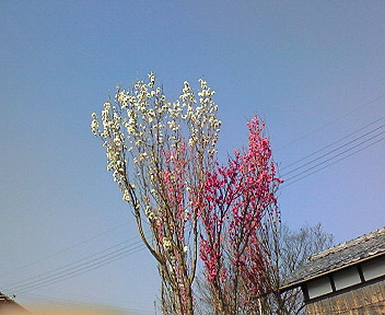 散り逝く桜・・残る桜の下で・・