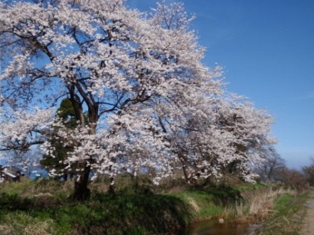 朝の琵琶湖・・お昼のびわ湖・・そして桜