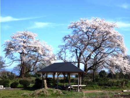 朝の琵琶湖・・お昼のびわ湖・・そして桜
