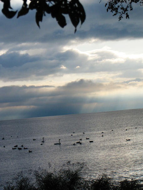 コハクチョウ琵琶湖岸・・時雨で「虹」