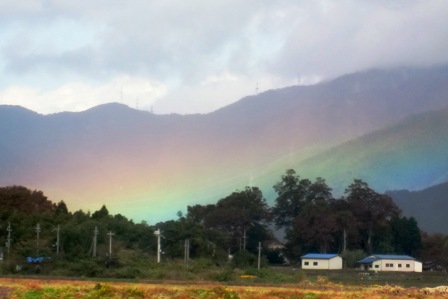コハクチョウ琵琶湖岸・・時雨で「虹」