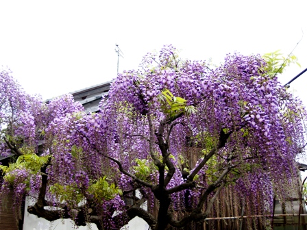 藤の花は紫