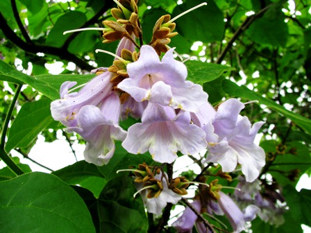 桐の花の隣にトトロ・・土曜日の高島市内。