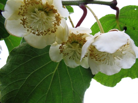 キュウリの花とキウイの花・・百二十九億光年