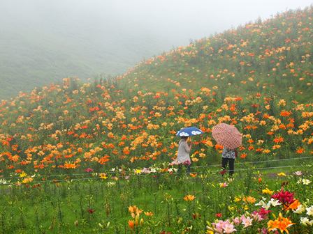 箱館山・・ユリ園を駆け足で・・見学