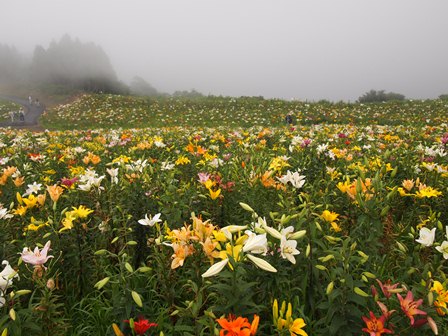 箱館山・・ユリ園を駆け足で・・見学
