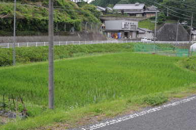 田んぼの様子(^o^)丿