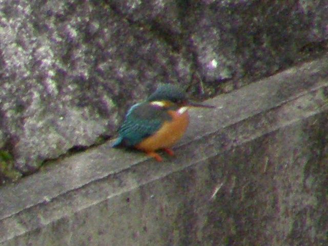 カワセミ1