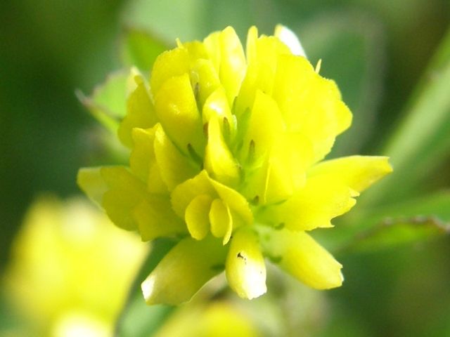 コメツブツメクサ(米粒詰め草)