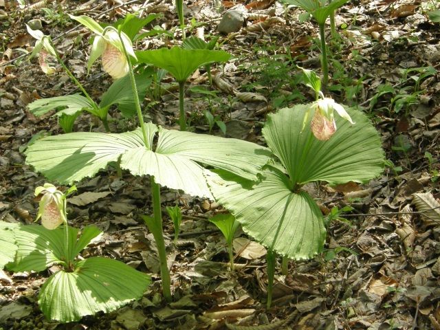 クマガイソウ(熊谷草)