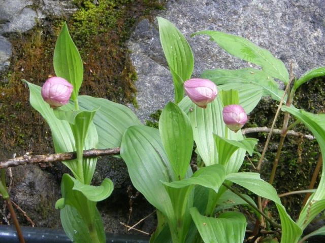 アツモリソウ(敦盛草)