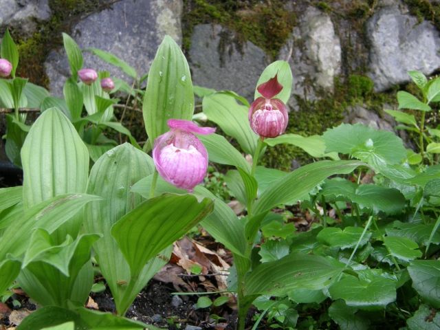 アツモリソウ(敦盛草)