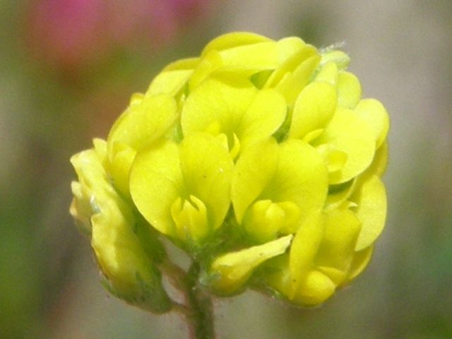 コメツブウマゴヤシ(米粒馬肥やし)