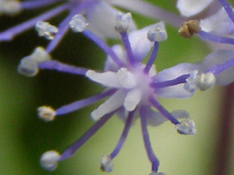 コアジサイ(小紫陽花)