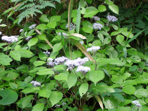 コアジサイ(小紫陽花)