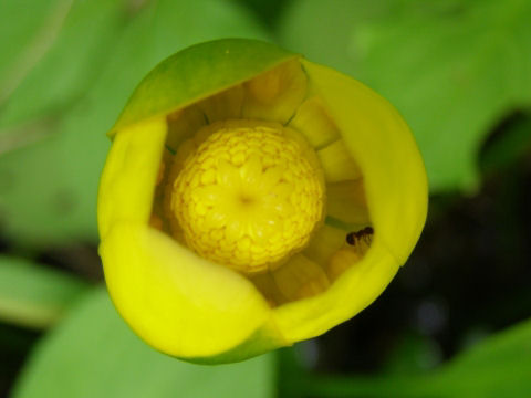 コウホネ(河骨)