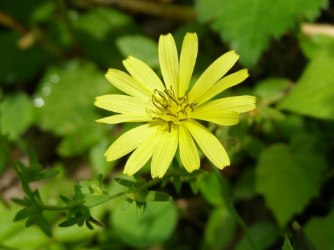 ジシバリ(地縛り)