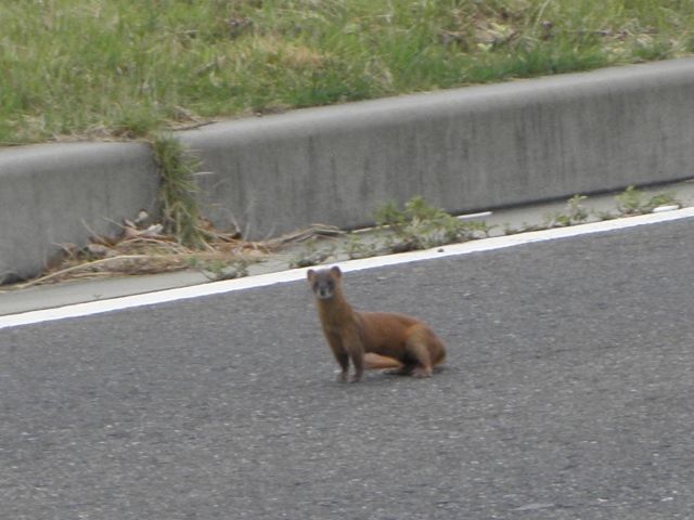 イタチ1