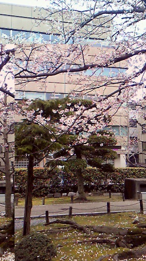 県庁の桜です♪