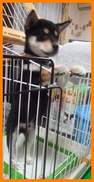 ゴールドの縁取りも作ります~