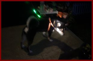 夜のお散歩で 夜のお散歩で