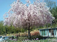 喫茶去でランチ。その後お花見。