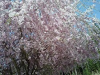 喫茶去でランチ。その後お花見。