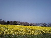 喫茶去でランチ。その後お花見。