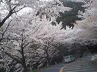 喫茶去でランチ。その後お花見。