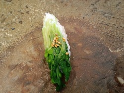 金沢ランチ♪
