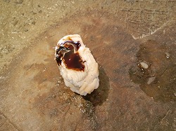 金沢ランチ♪
