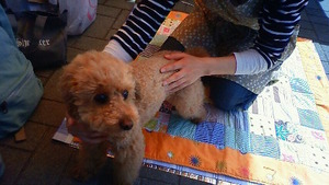 犬もいいもん市U・ω・U