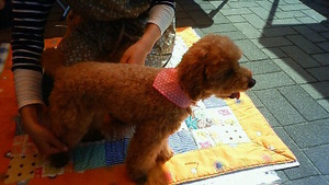 犬もいいもん市U・ω・U