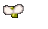 花見!