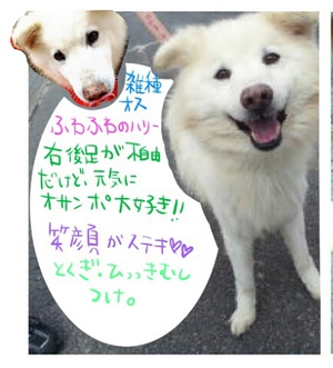 【犬の里親さん募集】滋賀県動物保護管理センター 【犬の里親さん募集】滋賀県動物保護管理センター