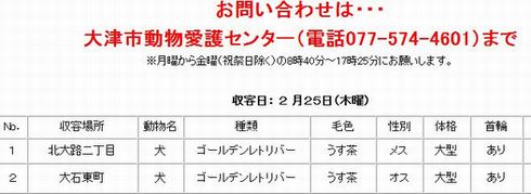 迷い犬・ねこ情報*滋賀県&大津市
