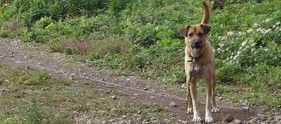 ある動物愛護センター獣医師と森達也さんの会話