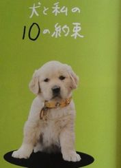 * 迷い犬情報 * 滋賀県&大津市