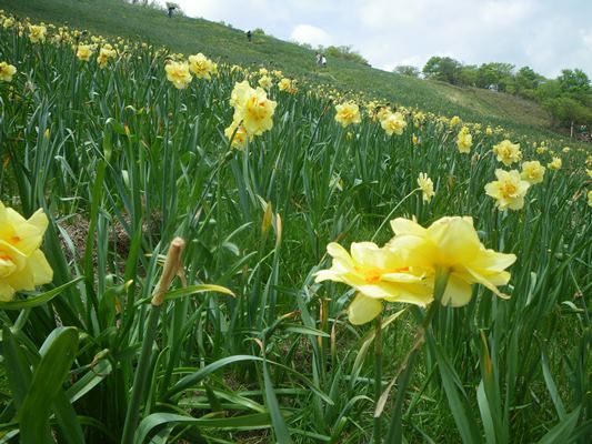 打見山~蓬莱山へ行ってきました!(3) お目当てのスイセン 打見山~蓬莱山へ行ってきました!(3) お目当てのスイセン