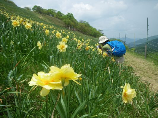 打見山~蓬莱山へ行ってきました!(3) お目当てのスイセン 打見山~蓬莱山へ行ってきました!(3) お目当てのスイセン