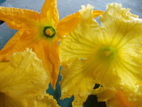 ズッキーニとカボチャの花