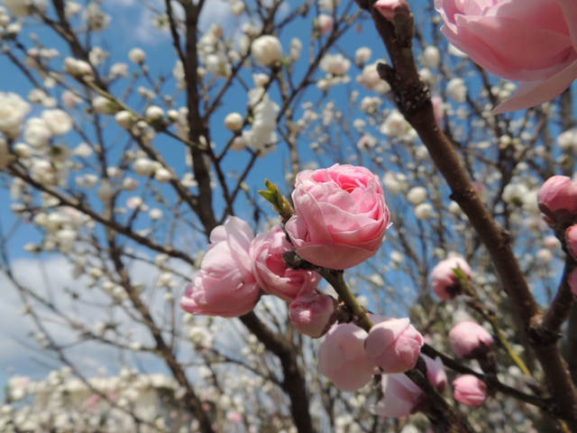 北琵琶湖桜鑑賞車旅 その2 北琵琶湖桜鑑賞車旅 その2