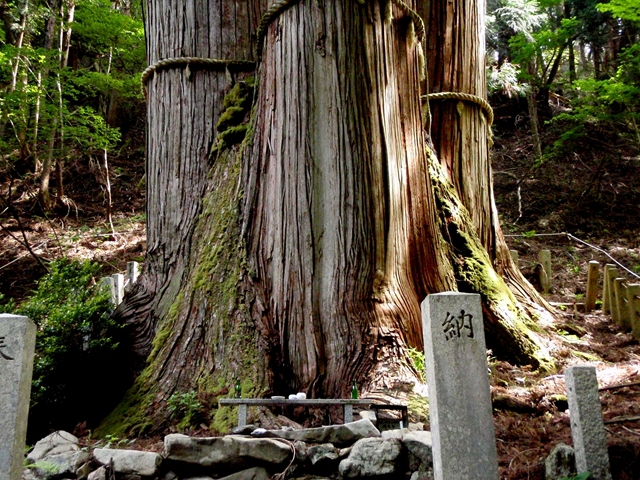 花背の三本杉に行く 花背の三本杉に行く