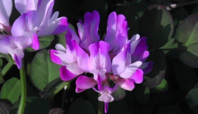 今日の草津 界隈