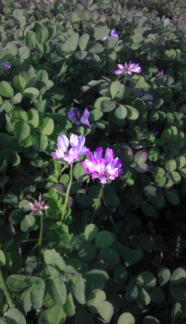 今日の草津 界隈